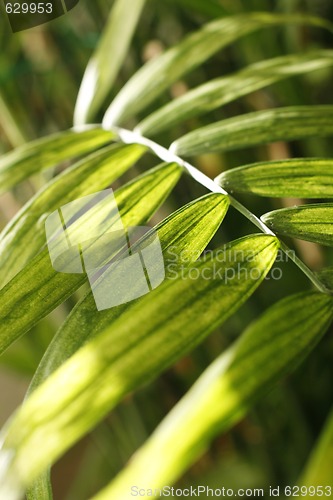 Image of Close-up of fern leaves.