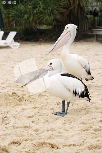 Image of Two pelicans on the sand.