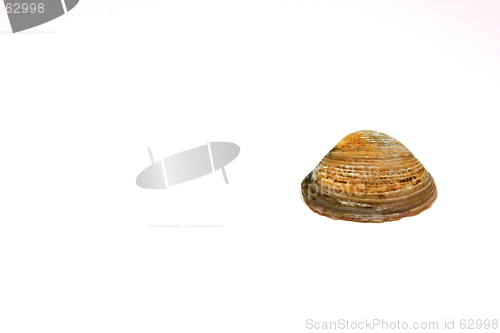 Image of The Seashell