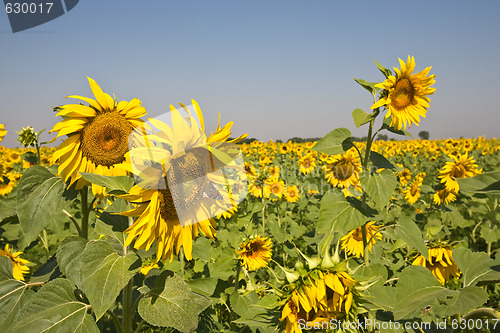 Image of sunflower