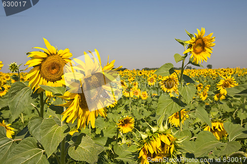 Image of sunflower