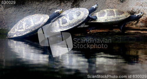 Image of 3 Tortoises