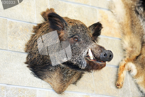 Image of Trophy hog