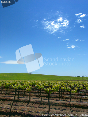 Image of Vineyard