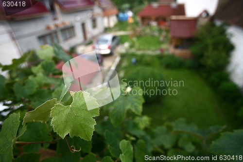 Image of Vine leaf on a court yard background