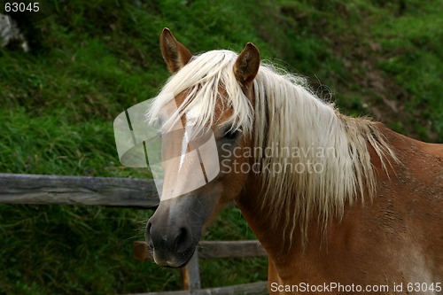 Image of portrait of horse