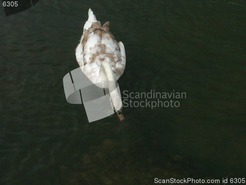 Image of Feeding Swan