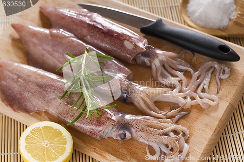 Image of Squid