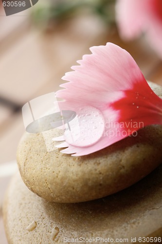 Image of Flower petal resting on rounded pebbles.