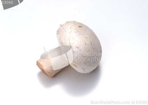 Image of Mushroom