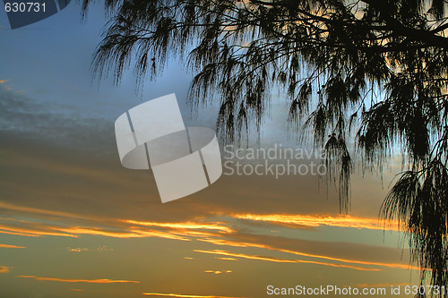 Image of Casuarinas Against Clouds