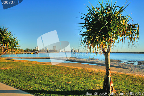 Image of Pandanus Tree