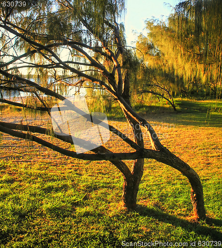 Image of Bent Trees