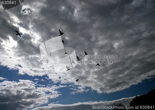 Image of Flying Birds