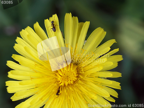 Image of Dandelion and an ant