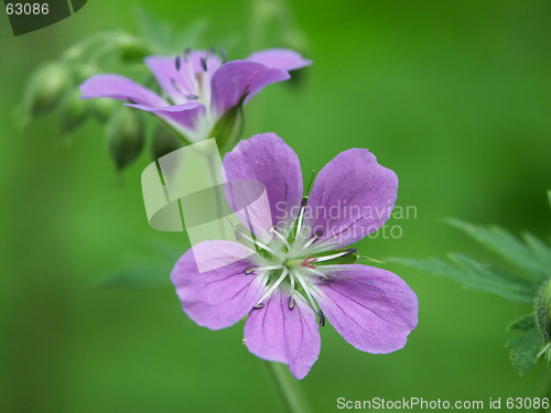 Image of Wood flower