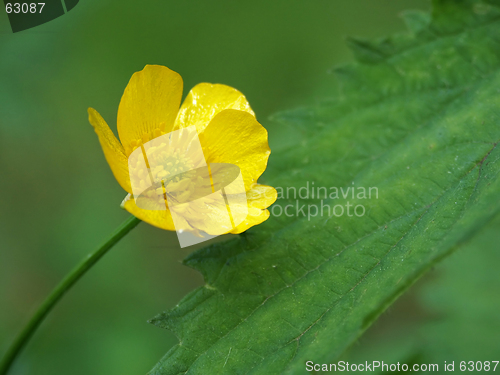 Image of Yellow meadow flower