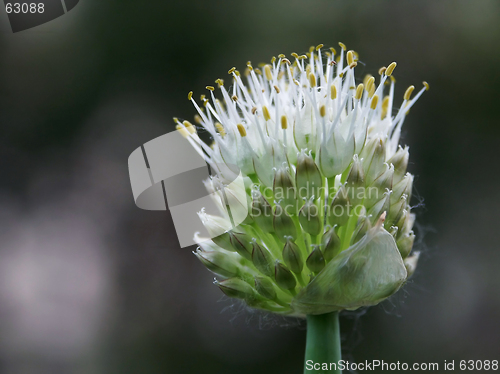 Image of Flower of an onions