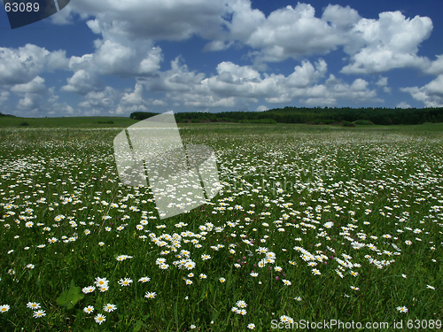 Image of Camomiles in a field