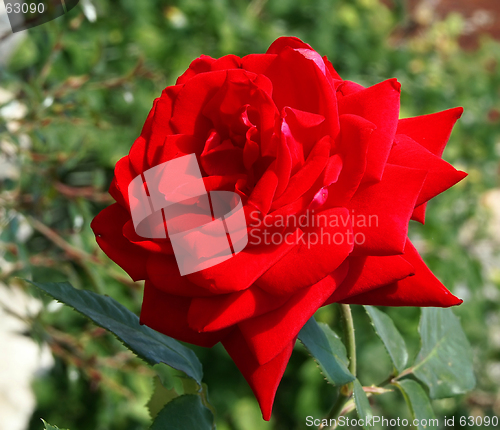 Image of Rose