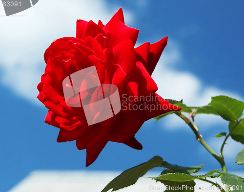 Image of Rose