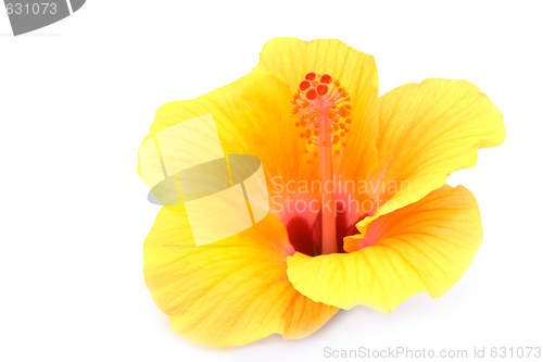 Image of yellow hibiscus flower isolated on white background