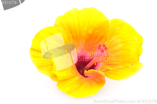 Image of yellow hibiscus flower isolated on white background