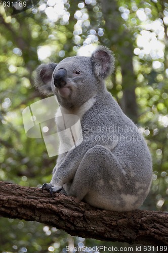 Image of Koala 4