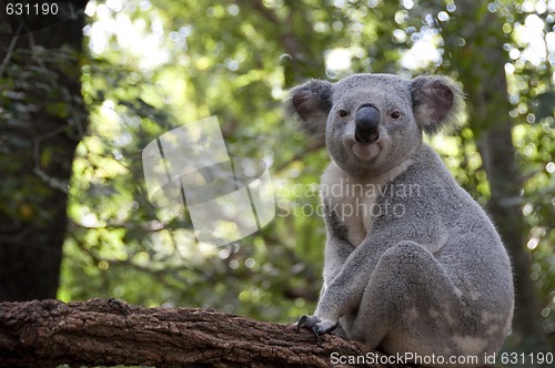 Image of Koala2