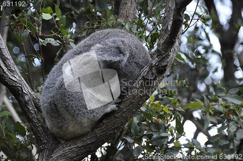 Image of Koala 4