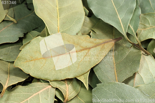 Image of Bay leaf