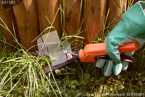 Image of Trimming grass