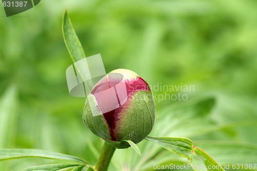 Image of Peony