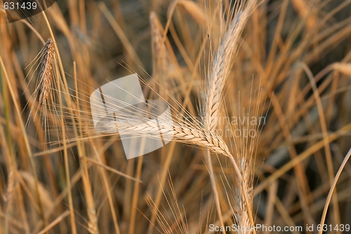 Image of Wheat