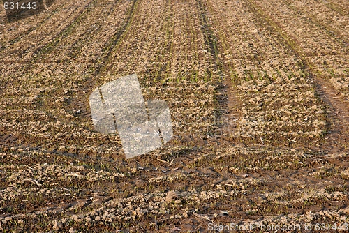 Image of Soil