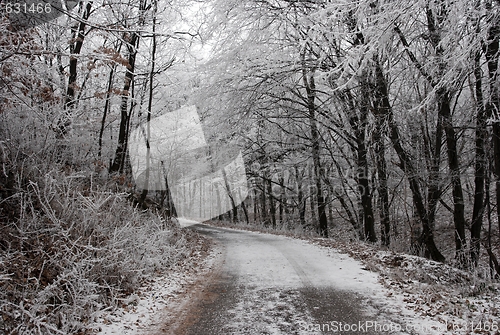 Image of Winter forest