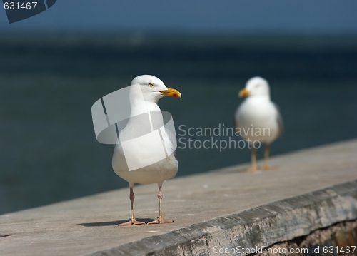 Image of Seagull