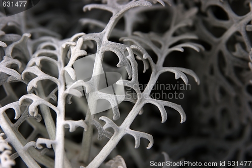 Image of Plant