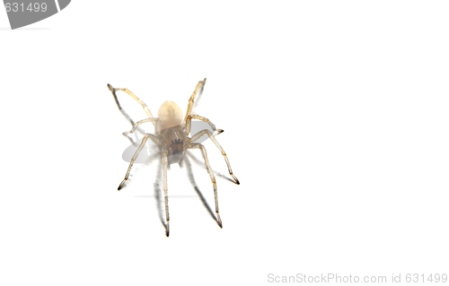 Image of Spider