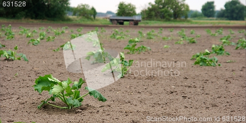 Image of Agriculture