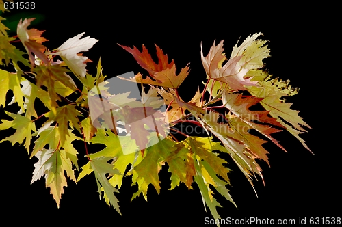 Image of Leaves