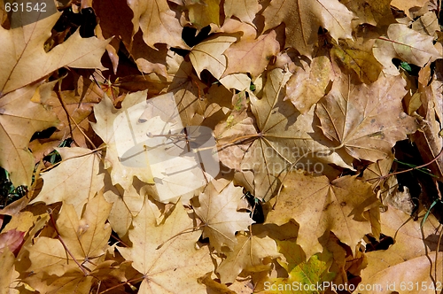 Image of Fallen leaves