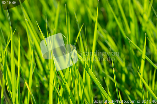 Image of Grass