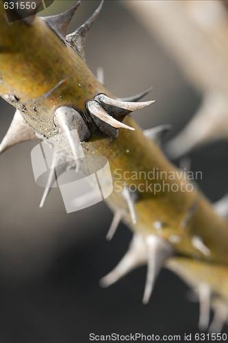 Image of Thorns