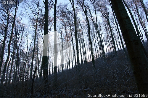 Image of Winter Forest