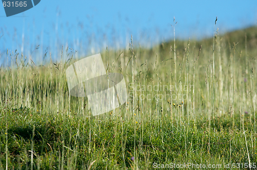 Image of Grass