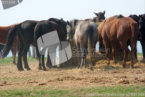 Image of Horses