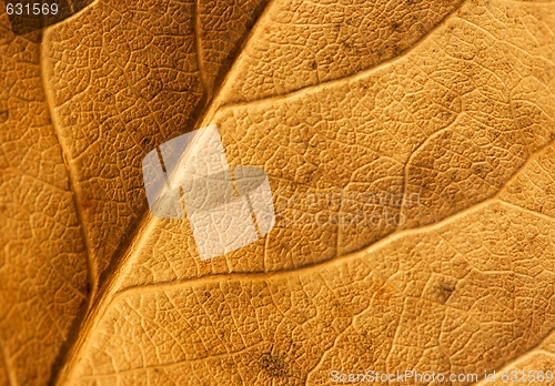 Image of Leaf