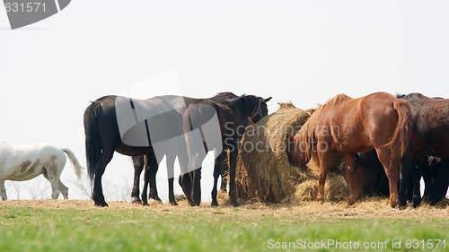 Image of Horses