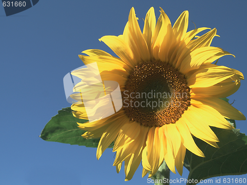 Image of Sunflower